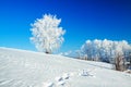 Winter landscape with a lonely tree and the blue sky Royalty Free Stock Photo