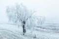 Winter Landscape, lonely tree covered with snow