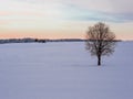 Winter landscape with lonely tree and snow field. Royalty Free Stock Photo
