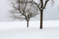 Winter landscape with lonely trees Royalty Free Stock Photo