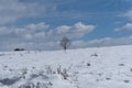 Winter landscape with lonly tree with clouds Royalty Free Stock Photo
