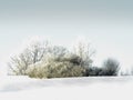 Winter landscape. A luminous cluster of frosted trees and shrubs