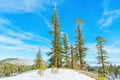 Winter Landscape with Majestic Pine Trees atop Ski Resort