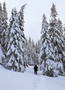 Winter landscape. Man is going on the snowy lawn to the mysterious foggy forest. Pine trees stand in snow swept mountain meadow. Royalty Free Stock Photo