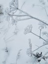 Winter landscape. Mood of gloomy timelessness. Snow-covered flowers and grass. Selective focus