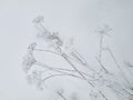 Winter landscape. Mood of gloomy timelessness. Snow-covered flowers and grass. Selective focus Royalty Free Stock Photo