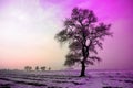 Winter landscape in morning,snow and tree with Ultra Violet tone