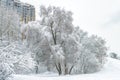 Winter landscape, Moscow, Russia. Nice snowy trees overlooking modern building Royalty Free Stock Photo