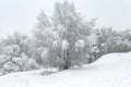 Winter landscape, Moscow, Russia. Nice trees covered fresh snow Royalty Free Stock Photo