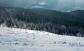 Winter landscape mountain pine forest in rays of the sun Royalty Free Stock Photo