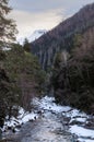Winter landscape of a mountain river with snow along the coast. River in the Pine Forest in the Caucasus Russia Royalty Free Stock Photo