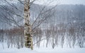 Winter Landscape With Mountain View Royalty Free Stock Photo