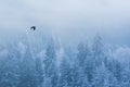 Bird flying over frosty forest. Blue hour in winter time Carpathian Mountains Royalty Free Stock Photo