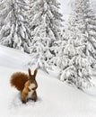 Winter landscape of mountains with of fir forest with squirrel near spruce in snow