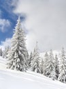 Winter landscape of mountains in fir tree forest covered hoarfrost and in snow and glade in snow. Carpathian mountains Royalty Free Stock Photo