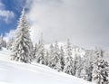 Winter landscape of mountains in fir tree forest covered hoarfrost and in snow and glade in snow. Carpathian mountains Royalty Free Stock Photo