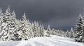 Winter landscape of mountains with of fir tree forest and glade in snow with path under forthcoming snow windstorm during snowfall Royalty Free Stock Photo