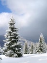 Winter landscape of mountains with of fir tree forest and glade in snow under forthcoming snow windstorm. Carpathian mountains Royalty Free Stock Photo