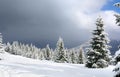 Winter landscape of mountains with of fir tree forest and glade in snow under forthcoming snow windstorm. Carpathian mountains Royalty Free Stock Photo
