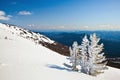 Mountains and firtrees in winter