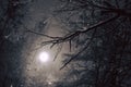 Winter atmospheric night forest scene with falling snow from sky and full moon backlight illuminating bare tree branches Royalty Free Stock Photo