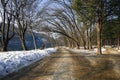 Winter landscape at Nami Island, Korea Royalty Free Stock Photo