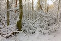 Winter landscape of natural forest with dead oak trees