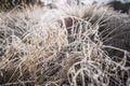 Winter landscape in Nevado de Toluca, with the grass frozen by the morning dew Royalty Free Stock Photo