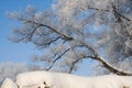 Winter Landscape in Northeast China. rime on trees Royalty Free Stock Photo