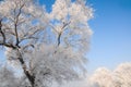 Winter Landscape in Northeast China. rime on trees Royalty Free Stock Photo