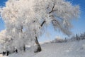 Winter Landscape in Northeast China. rime on trees Royalty Free Stock Photo