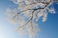 Winter Landscape in Northeast China. rime on trees Royalty Free Stock Photo