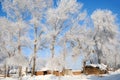 Winter Landscape in Northeast China. rime on trees Royalty Free Stock Photo