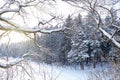 Winter landscape, branches covered with snow against the background of fir trees and frozen forest lake Royalty Free Stock Photo