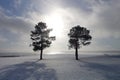 Winter landscape of a pair of trees at the ocean`s edge