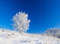 Winter landscape a panorama with the blue sky and the one tree Royalty Free Stock Photo