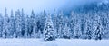 Winter landscape. Panoramic winter forest. Snowy Christmas trees in mountains. Frosty nature in mountain valley Royalty Free Stock Photo