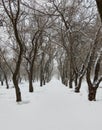 Winter landscape, park alley, covered with snow Royalty Free Stock Photo