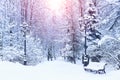 Winter landscape, park bench and trees covered with snow Royalty Free Stock Photo