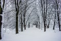 Winter landscape. Park, forest. Trees in the snow. Kyiv, Ukraine Royalty Free Stock Photo