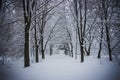 Winter landscape. Park, forest. Trees in the snow. Royalty Free Stock Photo