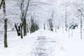 Winter landscape, park lane with trees Royalty Free Stock Photo