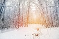 Winter landscape. The park path is covered in snow and no one is around. Sunny day. Royalty Free Stock Photo