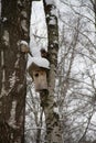 On a snow-covered tree among the branches sits an adult squirrel