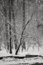 Winter landscape in the park