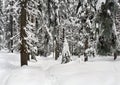Winter landscape with path with footprints in snow following in fir forest