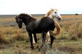 Landscape photo of two horses, grey and white on a farm.