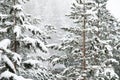 Winter landscape with a pine forest covered with snow during a snowfall with snow-covered tree branches in the