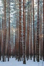 Winter landscape of pine forest. The evening sunset sun breaks through the trunks of pine trees. Royalty Free Stock Photo