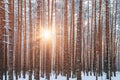Winter landscape of pine forest. The evening sunset sun breaks through the trunks of pine trees. Royalty Free Stock Photo